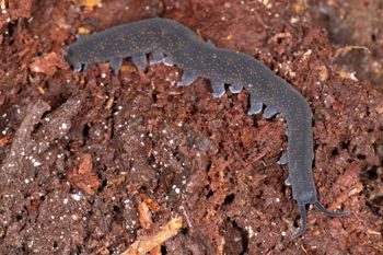 Media type: image;   Invertebrate Zoology 168055 Description: Digital photograph of specimen in life.;